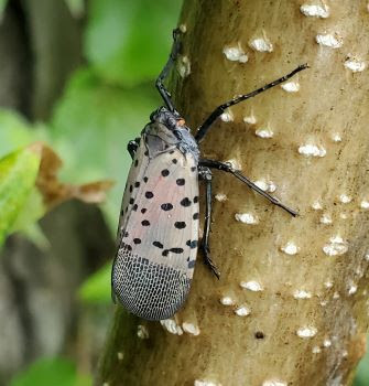 An adult spotted lanternfly rests on the trunk of a tree of heaven.