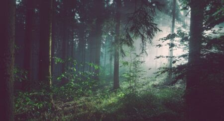 Forest with white light shining through the trees on the right side