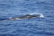 Rice's whale partially breaches the water's surface with its head