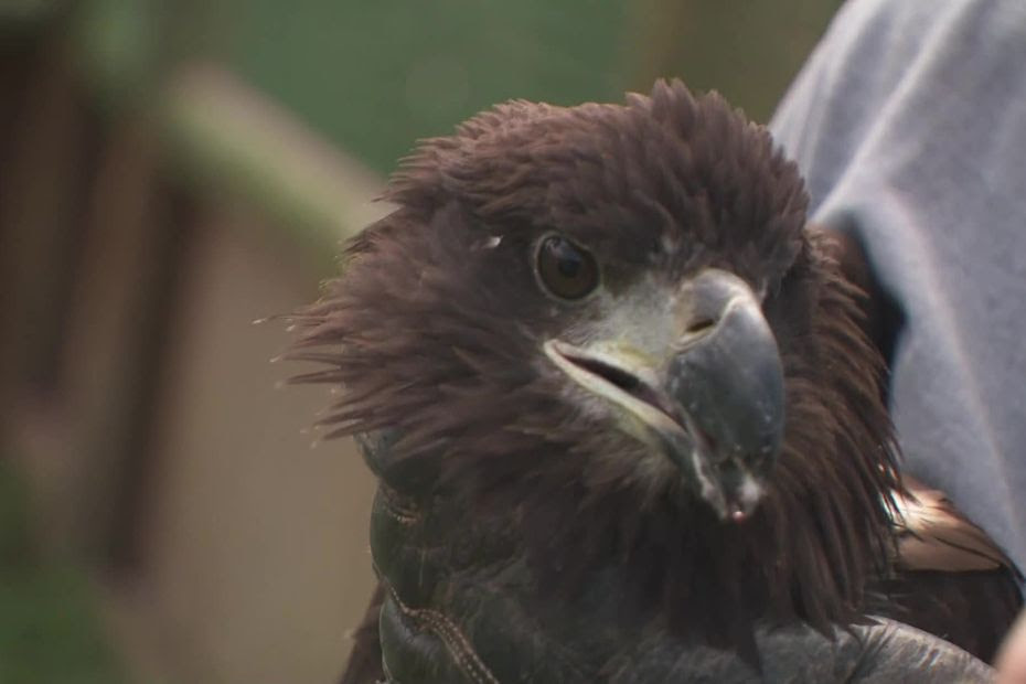 VIDÉO. Deux jeunes pygargues à queue blanche, espèce en danger critique d'extinction, ont été réintroduits dans la nature