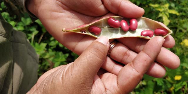 Hands opening a bean seed pod