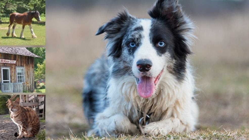 Collage of photos: border collie, horse, and barn cat