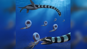 New elasmosaur species identified from BC fossils