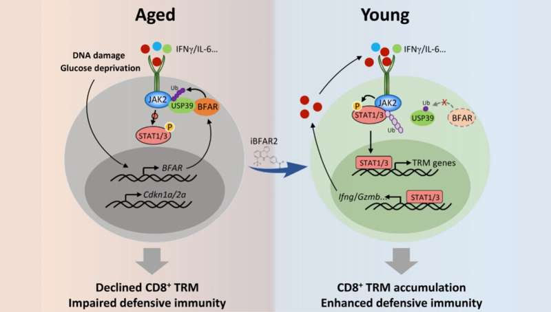 Researchers reveal how aging impairs antitumor activity of CD8+ T cells