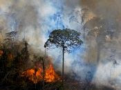 La Amazonia, la mayor selva tropical del mundo, es vital para frenar el catastrófico calentamiento global debido a la enorme cantidad de gases de efecto invernadero que absorbe.