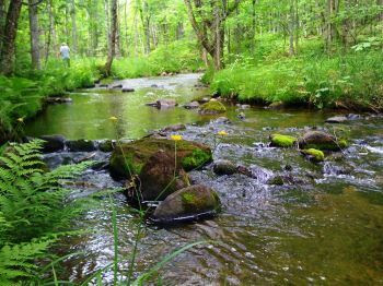 The Pilgrim River Forest in the Upper Peninsula is also part of the Forest Legacy Program. 