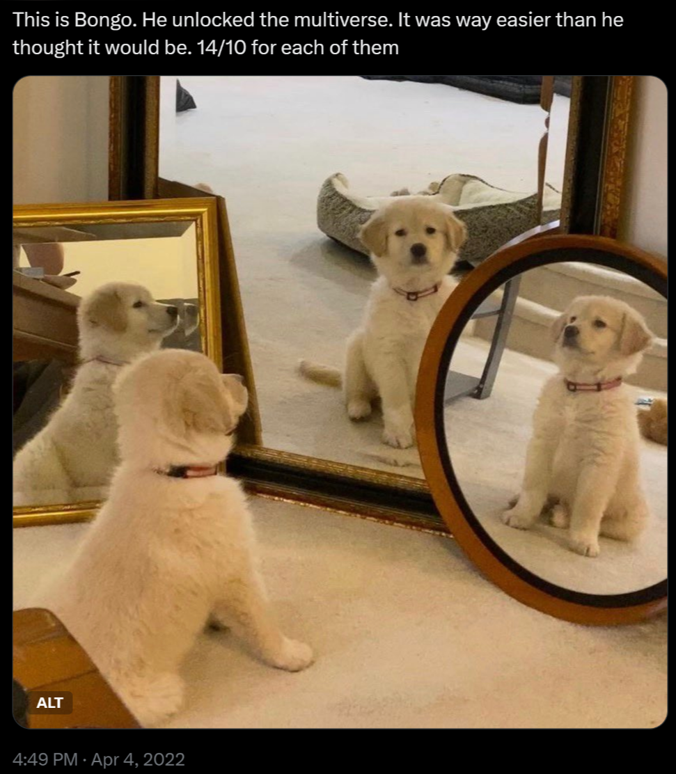 Picture of young golden retriever looking into several mirrors surrounding him