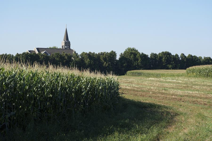 A grassy field with plots of corn. There are trees lining the edge of the field. A church steeple is visible over the treeline.