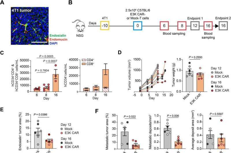 Targeted immunotherapy could lead to pioneering treatment for breast cancer