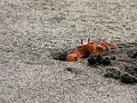 Los cangrejos fantasma Ocypode gaudichaudii, son habitantes conspicuos de las playas del Pacífico colombiano.