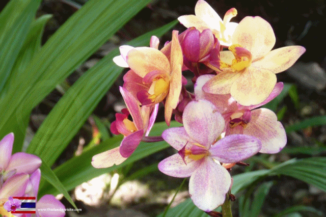 L'Orchidée fascine les peuples depuis bien longtemps ….Mais moi aussi. - Le  blog de jm.rober