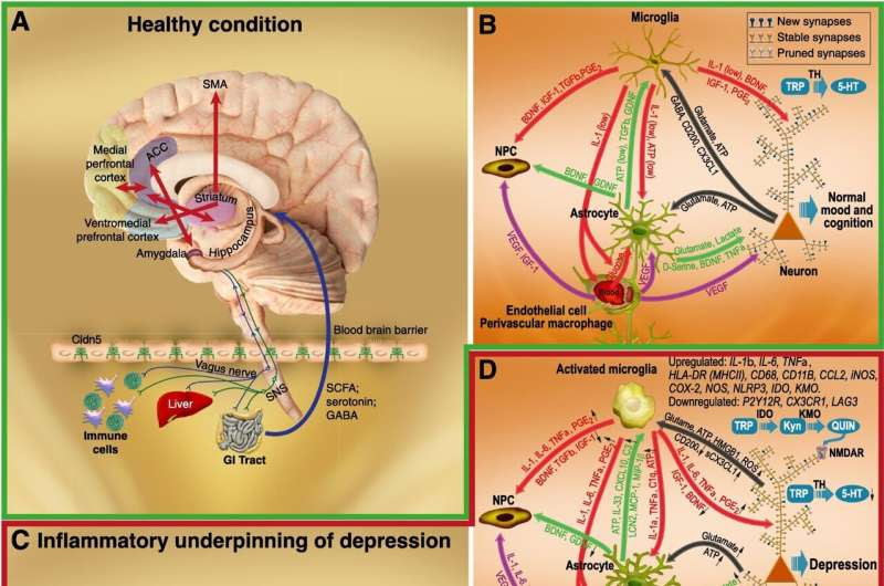 Immune system imbalance as a trigger for depression: a new perspective