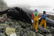 Two Alaska Stranding Network members in yellow coveralls examine a dead humpback whale on a rocky beach