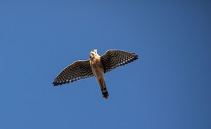 American Kestrel look over shoulder