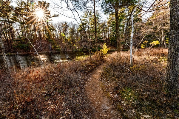 An early spring day in a forest of winter-browned vegetation. 