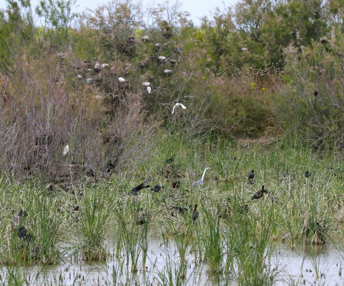 Fracaso reproductor del morito común y garza imperial en el Parque Nacional de Doñana