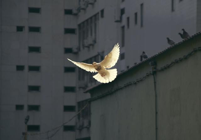 Dove flying between buildings