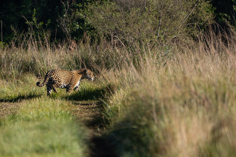 Wild Jaguar in Iberá National Park. Photo credit: Sebastián Navajas