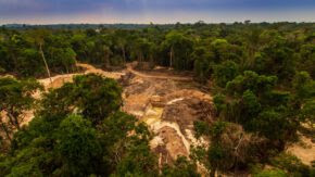 EU delays mandate for businesses to eliminate supply chain deforestation