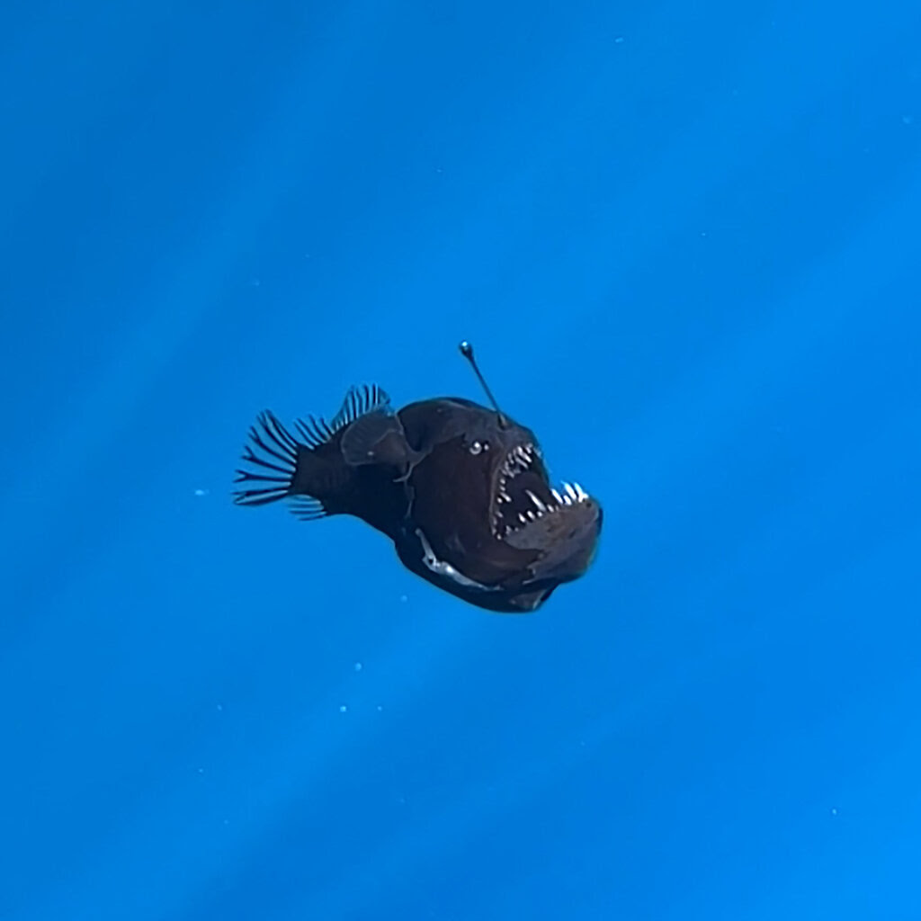 A small black fish is seen in blue water.