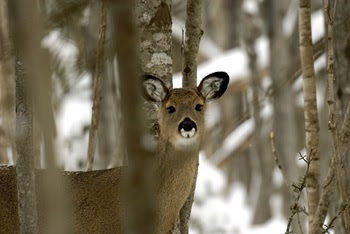 head torso view of a mature white-tailed buck standing in between tall, slender trees in a snowy forest