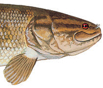 Bowfin
