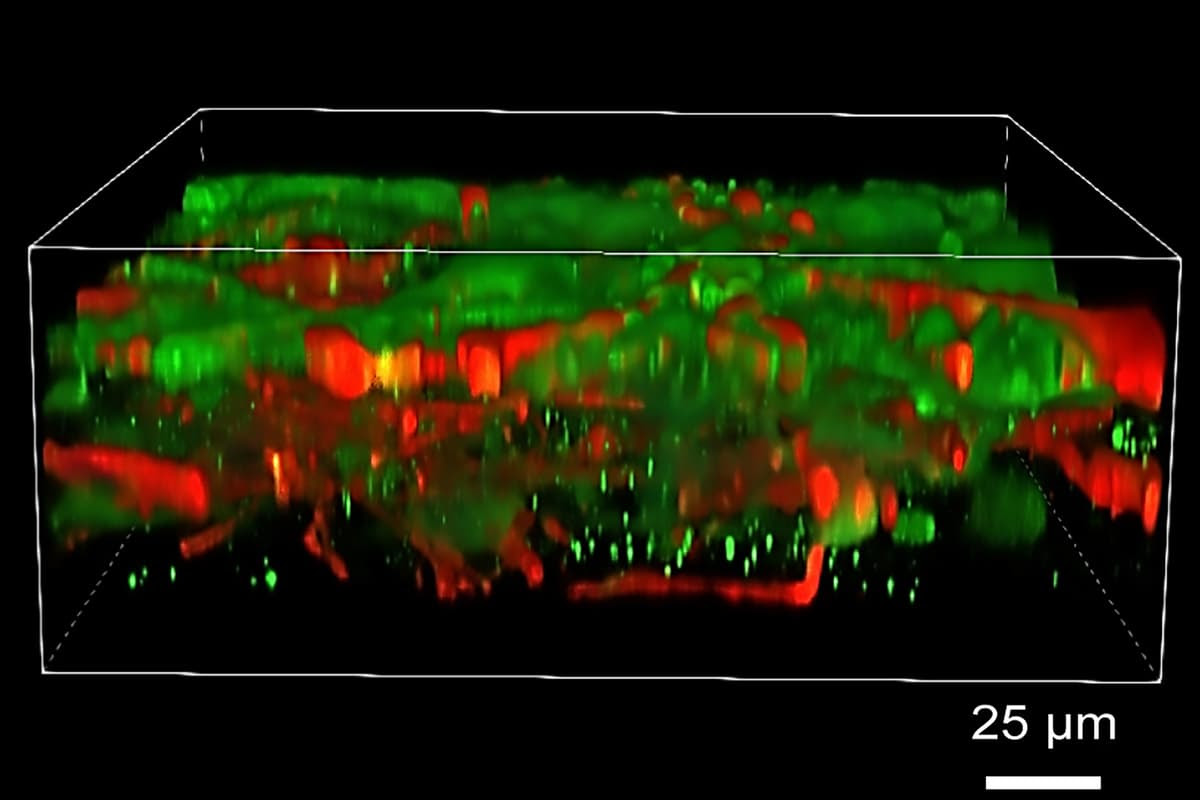 Researchers have 3D printed brain tissue that grows and functions like regular brain tissue