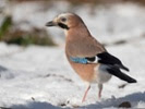 Eurasian jays may recall details to solve problems