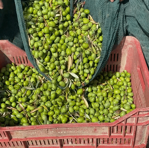 green olives pouring into crate