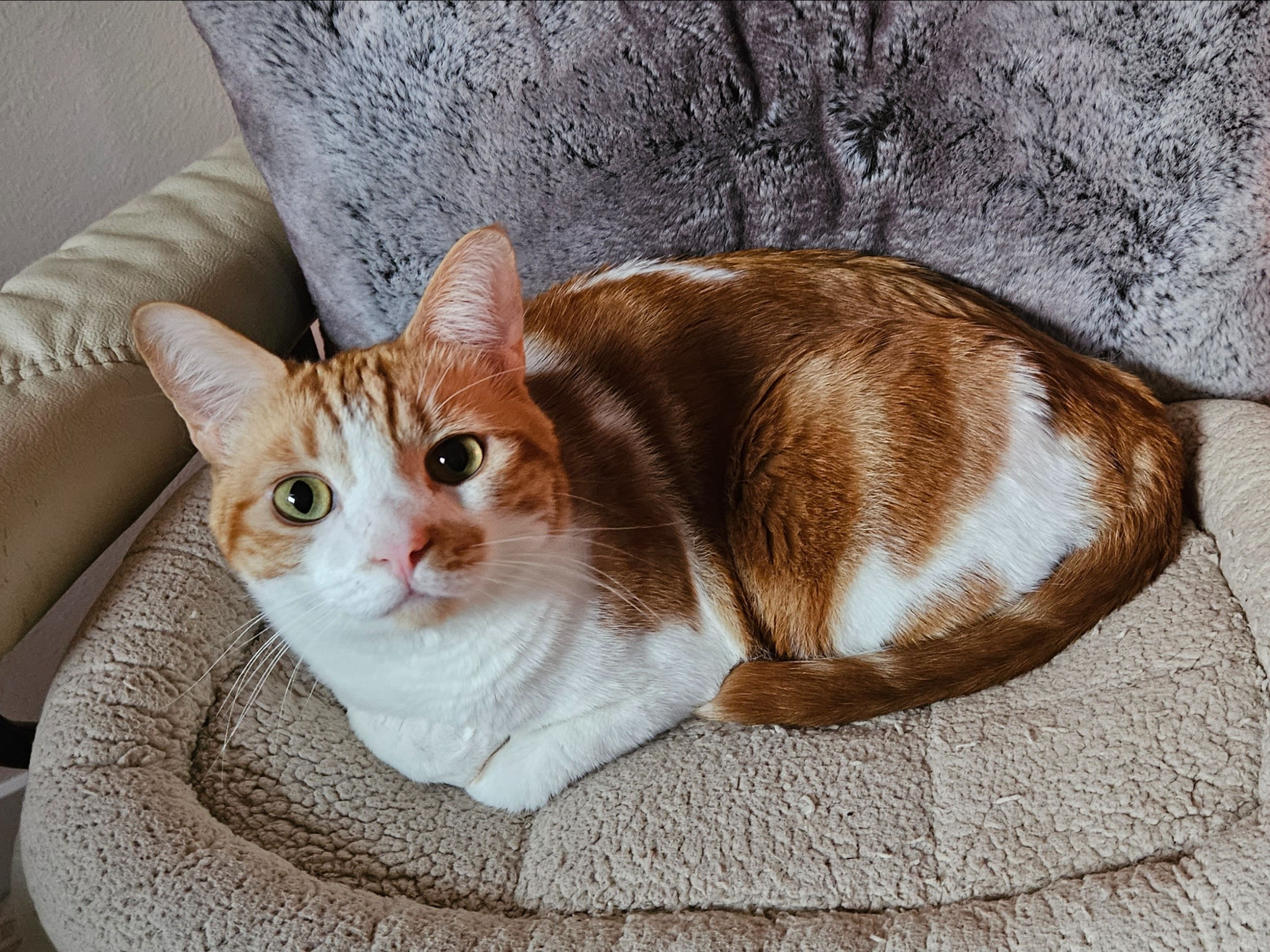 Tuna the cat is sitting on a cozy chair and staring straight at the camera.