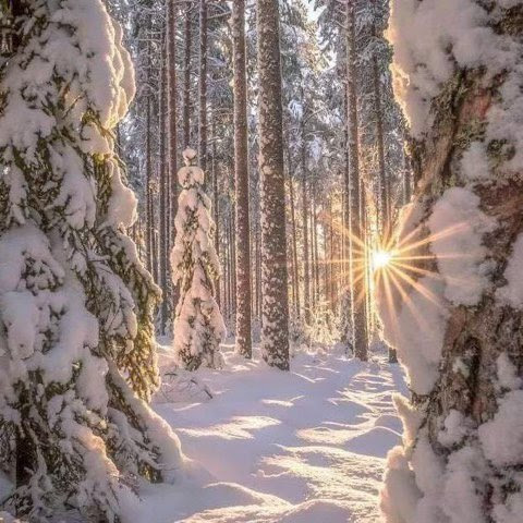 Winter-Sun-in-Snow-Forest