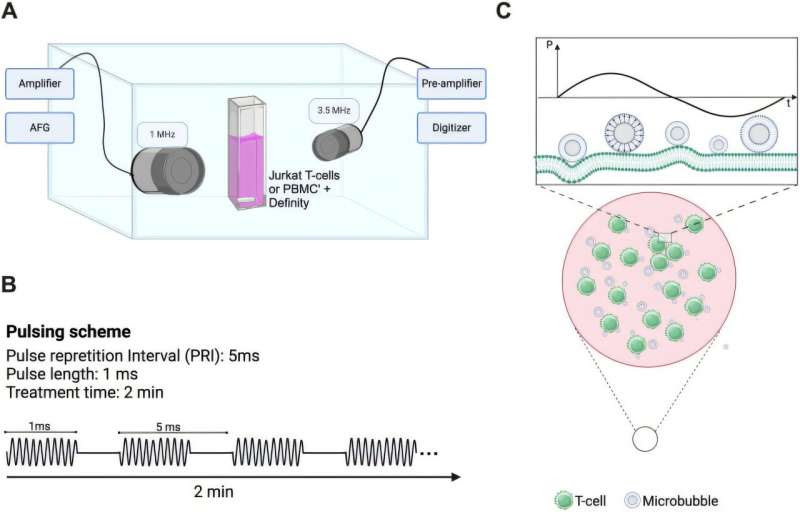 Ultrasound-directed microbubbles could boost immune response against tumors, new research suggests
