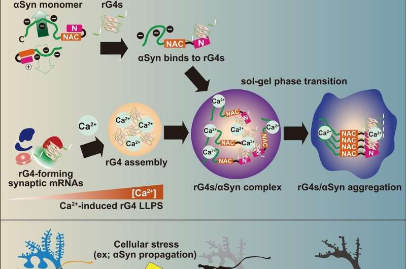 Key to preventing neurodegeneration in Parkinson's and related disorders