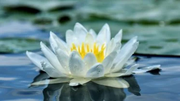 White Water Lily