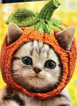 Fall_Cat_Pumpkin_hat