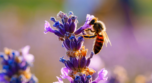 Close-up van een honingbij die nectar uit een lavendel zuigt.