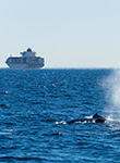 Baleine à bosse faisant surface avec un cargo en arrière-plan. © Jeremy Francis - stock.adobe.com