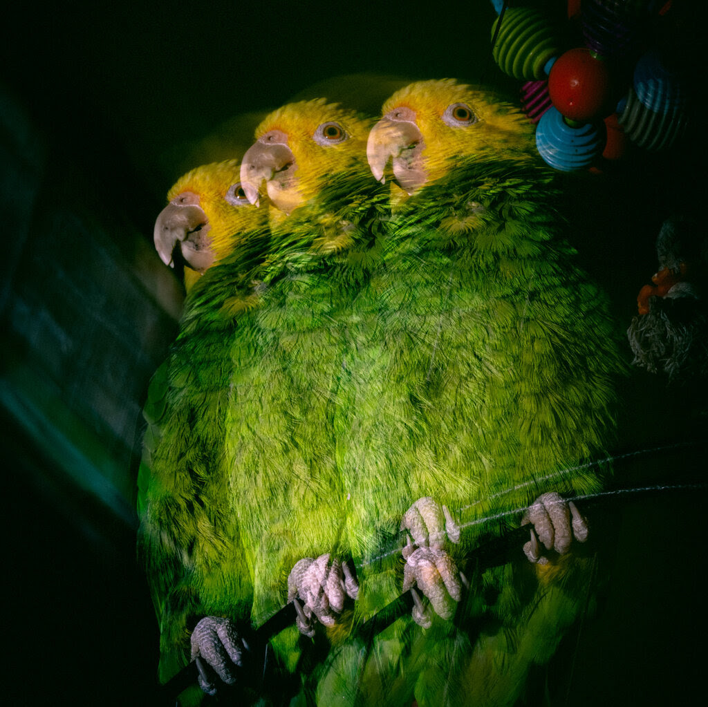 A green parrot with a yellow head seen in a triple exposure