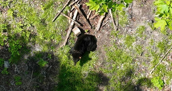 drone view of a black bear roaming in an open, green, forested area shortly after a DNR wildlife team removed a lid from around its neck