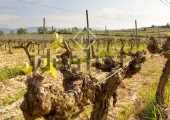 La Perla del Priorat