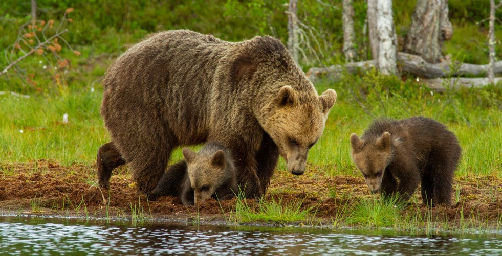 Ours brun et ses oursons près d’un étang entouré de forêt