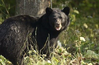 a black bear stands in some low-lying green and dried grasses, next to the trunk of a thick tree in the northern Michigan forest