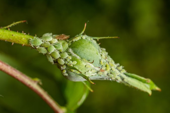 Aphids on rose bud