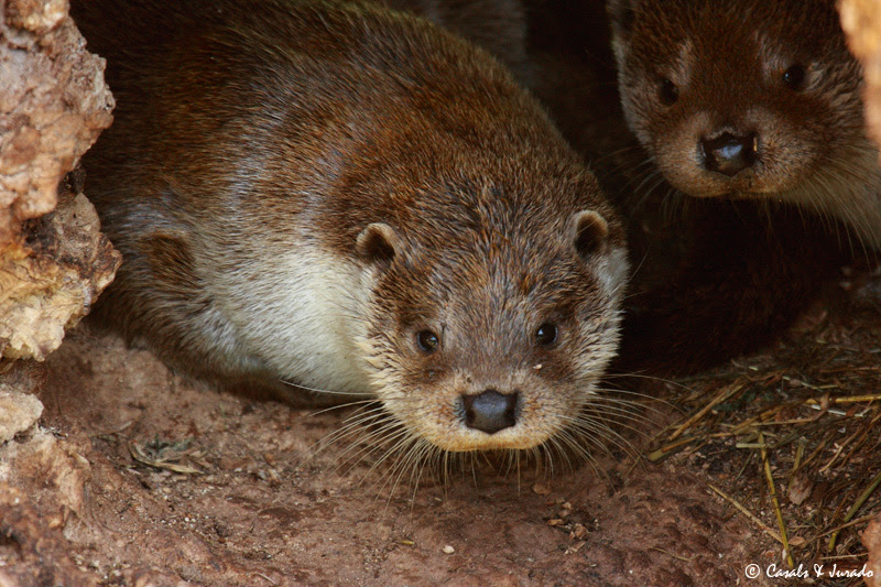 Denuncien el Regne d'Espanya davant la Comissió Europea per incomplir la seva obligació de protegir la fauna amenaçada