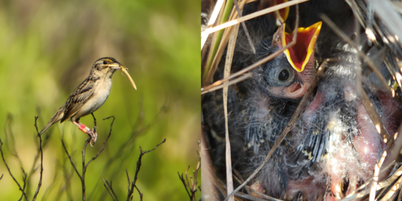 Left image: Adult Florida Grasshopper Sparrow with an insect in its beak. Right image: A Florida Grasshopper Sparrow chick in a nest.