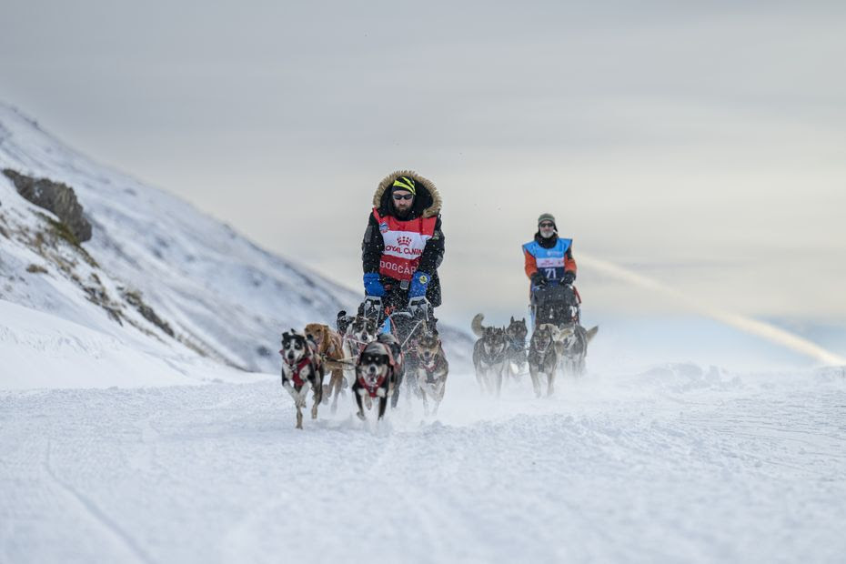 La Grande Odyssée 2025 : cinq choses à savoir sur la mythique course de chiens de traîneau