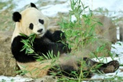 D.C. businesses capitalize on panda return to zoo