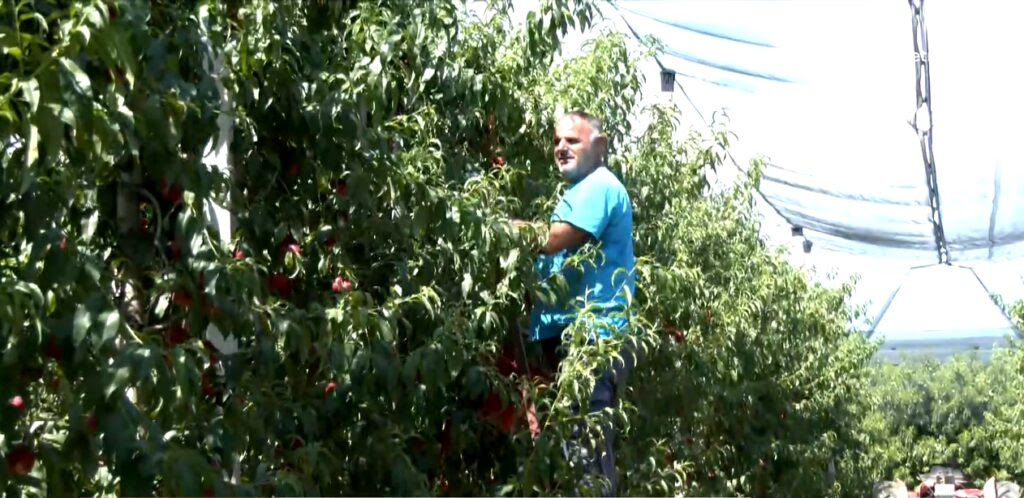 Άρχισε η συγκομιδή των βιομηχανικών συμπύρηνων ροδακίνων