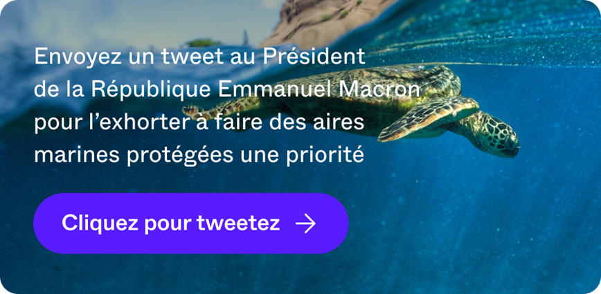 Envoyez un tweet au Président de la République Emmanuel Macron pour l’exhorter à faire des aires marines protégées une priorité  - Cliquez pour tweetez
