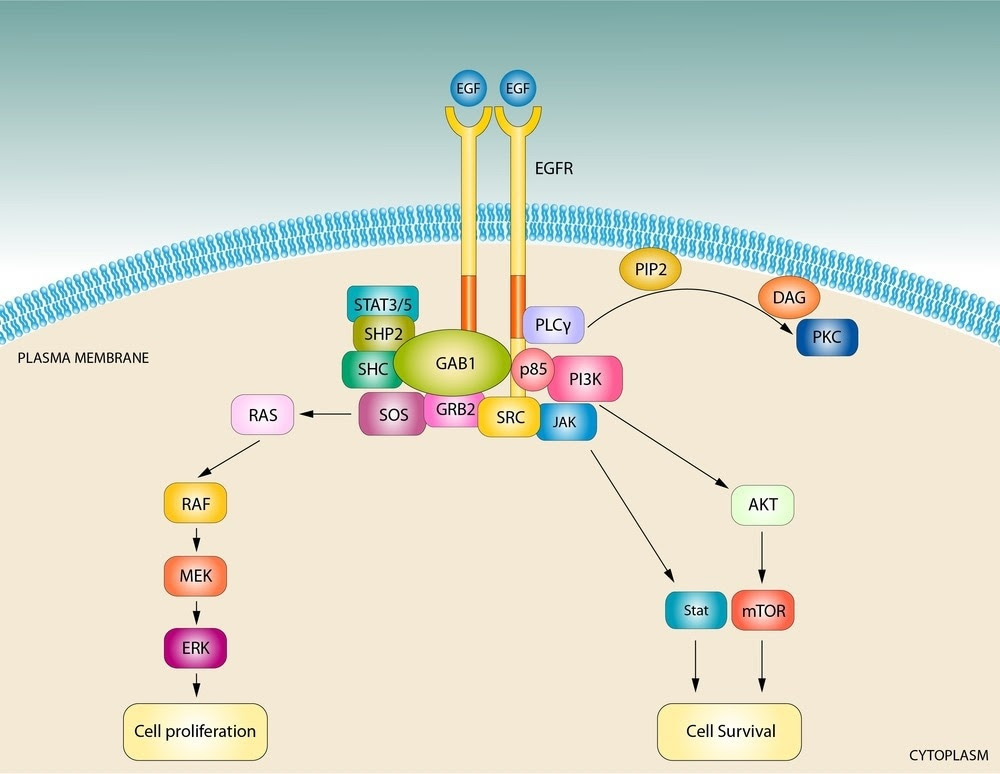 Illustration of the EGF signaling pathway